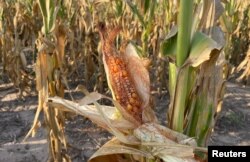 A corn plant affected by the weather is seen on a farm, amid Argentina's worst drought in sixty years, in Tostado, northern Santa Fe Argentina, Feb. 9, 2023.