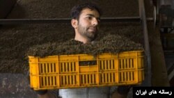 سریلانکا بابت بدهی نفتی به ایران چای ارسال می‌کند.