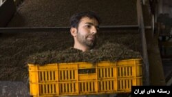 سریلانکا بابت بدهی نفتی به ایران چای ارسال می‌کند.