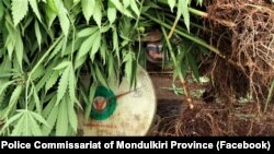 ដើម​កញ្ឆា​ត្រូវ​បាន​ដក​ក្នុង​អំឡុងការ​ចុះ​ទៅ​បង្ក្រាប​ទីតាំង​ដាំ​កញ្ឆា​មួយកន្លែង​នៅស្រុក​ពេជ្រាដា​ ខេត្ត​មណ្ឌលគិរី។​