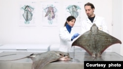 Kritično ugroženi golub, Foto: Sharklab Adria