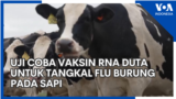 Uji Coba Vaksin RNA Duta untuk Tangkal Flu Burung pada Sapi