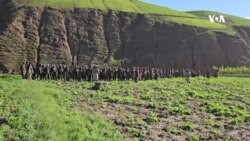 آغاز دوباره تخریب کشتزارهای کوکنار در بدخشان 