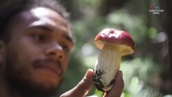 "Սնկերի արքան". Ինքնուս սնկաբանը կիսվում է սնկերի մասին իր գիտելիքներով
