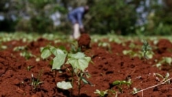 Quiz - For Healthy Plants, Test Your Garden’s Soil