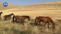 Real Qirg'iziston: Jalol-Obod (1)