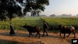FILE - Indian farmer Ram Singh Patel, right, and his wife Kantee Devi take their cattle out in the open in Fatehpur district south of Lucknow, India, Dec. 19, 2020. 