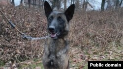 ABŞ Azərbaycana 5 minaaxtaran it göndərib (Foto ABŞ səfirliyinindir)