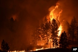FILE - A tree goes up in flames as a wildfire burns on the Northern Cheyenne Indian Reservation, Aug 11, 2021, near Lame Deer, Mont.