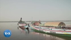 Au Sénégal, le dauphin à bosse menacé par les filets de pêche en monofilament