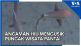 Ancaman Hiu Mengusik Puncak Wisata Pantai