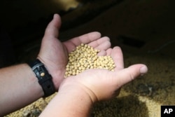 FILE - Farmer Michael Petefish holds soybeans from last season's crop at his farm near Claremont, Minnesota, on July 18, 2018. “China remains the goliath of global soybean demand,” according to the American Soybean Association in 2023. “Over 60% of soybean trade around the world is destined for the country.”