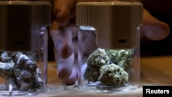 FILE - Marijuana samples are displayed inside containers during the 1st Phuket Cannabis Cup in Phuket, Thailand, March 25, 2023.