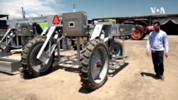 Земјоделство на иднината: Роботско берење јагоди во Калифорнија