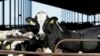 More US cows being tested, tracked in bid to stop bird flu