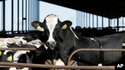 FILE - Cows are pictured at a dairy in California, Nov. 23, 2016.