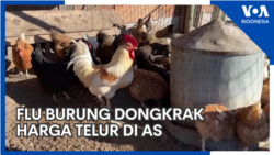 Flu Burung Kembali Mendongkrak Harga Telur