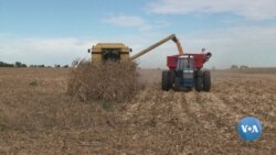 Ukraina urushi hanuz AQSh fermerlariga ta'sir qilyaptimi?