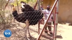 Un refuge pour animaux sauvages aux portes de Ouagadougou