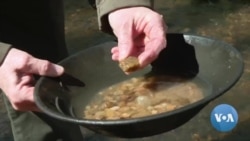 Virginia Again Takes a Shine to Gold 