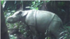 Anak badak Jawa terlihat pada kamera video trap di Semenanjung Ujung Kulon, Taman Nasional Ujung Kulon (TNUK) pada Maret 2021. (Foto: Humas KLHK)