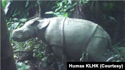 Anak badak Jawa terlihat pada kamera video trap di Semenanjung Ujung Kulon, Taman Nasional Ujung Kulon (TNUK) pada Maret 2021. (Foto: Humas KLHK)