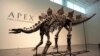 Stegosaurus nicknamed Apex will be auctioned in New York