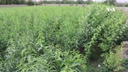  کندهار کې د بادامو د باغدارۍ د ترویج هڅې