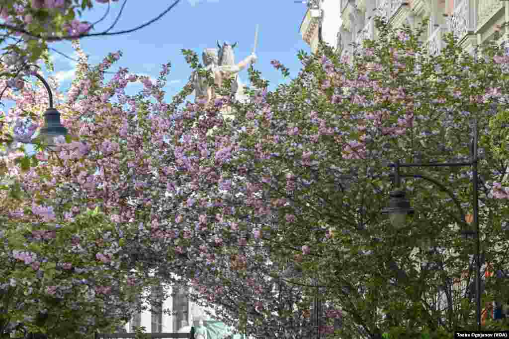 Cherry blossom in Skopje, North Macedonia, 04.04.2024