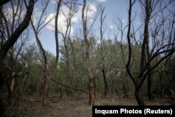 View of charred tree trunks and a blast area at the presumed crash site of a Russian army drone, in Romania, near Plauru, Tulcea county, Romania, Sept. 7, 2023.