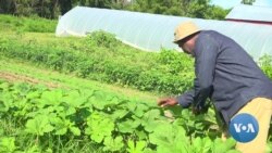 Nigerian Immigrant Uses Farm to Help His New US Community