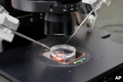 A small petri dish holding several embryos is positioned onto a microscope stand used to extract cells from each embryo to test for viability at the Aspire Houston Fertility Institute in vitro fertilization lab, Feb. 27, 2024, in Houston.