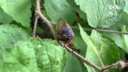 Cikade posle 13 i 17 godina ponovo na površini u delovima Sjedinjenih Država