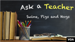 Ask a Teacher: Swine, Pigs and Hogs