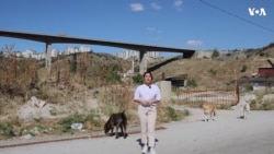 “Sahibsiz heyvanlara baxa bilmək üçün könüllülər kifayət etmir” 