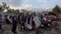 RDC : Le parc national des Virunga menacé par une déforestation galopante