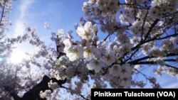 ดอกซากุระในช่วงเบ่งบานเต็มที่ ที่อ่างเก็บน้ำไทดัล เบซิน กรุงวอชิงตัน วันที่ 21 มีนาคม 2024