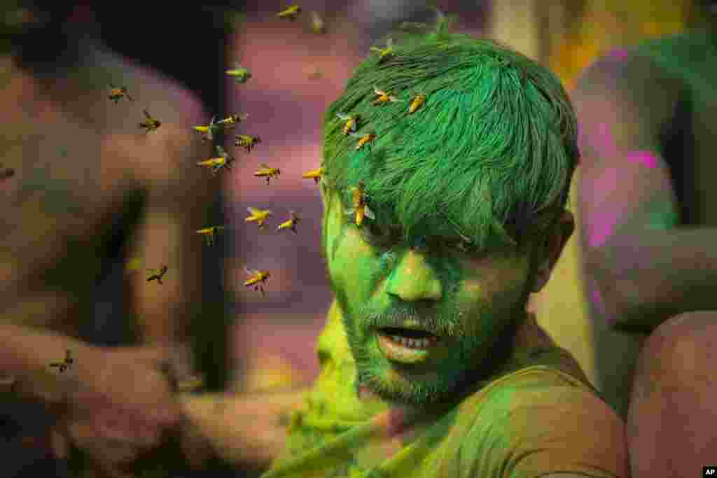 A swarm of bees attack a drunk man during celebrations marking Holi, the Hindu festival of colors, in Guwahati, India, March 25, 2024. 
