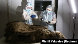 Scientists study the body of a brown bear with the geological age of 3,460 years, in Yakutsk, Russia February 21, 2023. (REUTERS/Michil Yakovlev )