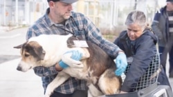 Američki volonteri brinu o psima u okolini nuklearke Černobil