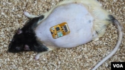 การทดลองพลาสเตอร์ปิดแผลอัจฉริยะกับหนูทดลอง