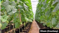 ເຄືອໝາກຄັນຕາລູບ ທີ່ປູກເປັນແຖວຢູ່ໃນກະຖາງ ຢູ່ໃນເຕັ້ນຂະໜາດ 600 ແມັດກາເຣ ໃນສວນຂອງ ທ່ານຄົມ.