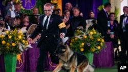 FILE - River, a German shepherd, competes for best in show at the 146th Westminster Kennel Club Dog Show, Wednesday, June 22, 2022, in Tarrytown, N.Y. 