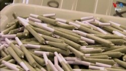 ទាំងលោក Trump ទាំងលោក Biden សុទ្ធតែប្រយ័ត្នប្រយែងនិងមានជំហរមិនច្បាស់លើបញ្ហាកញ្ឆា