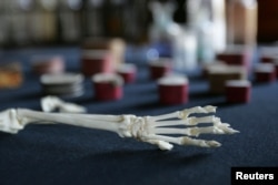 FILE - Pigeon bones are displayed in Charles Darwin's former home, Down House, in Kent, southern England February 12, 2009. (REUTERS/Tal Cohen)