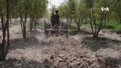 د کیمیاوي سرو لوړه بیه، بڼوالي باندې منفي اغیزه کړې ده – د کندهار یو شمېر کروندګر