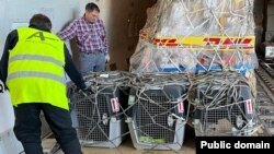 ABŞ Azərbaycana 5 minaaxtaran it göndərib (Foto ABŞ səfirliyinindir)