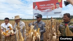 FILE - Panen raya komoditas jagung di lahan food estate, di Gunung Mas, Kalteng, 11 Maret 2024. (Humas Kementan)