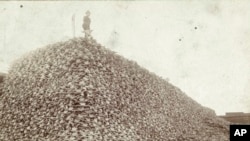 FILE - In this 1892 photo made available by the Burton Historical Collection, Detroit Public Library, a man stands atop a pile of buffalo skulls at a glue factory in Rougeville, Mich.