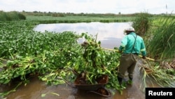 FILE - A municipal worker clears off hyacinth weed at the Grootvaly Blesbokspruit wetland reserve, near Springs, in the east of Johannesburg, in South Africa, Feb. 15, 2023.